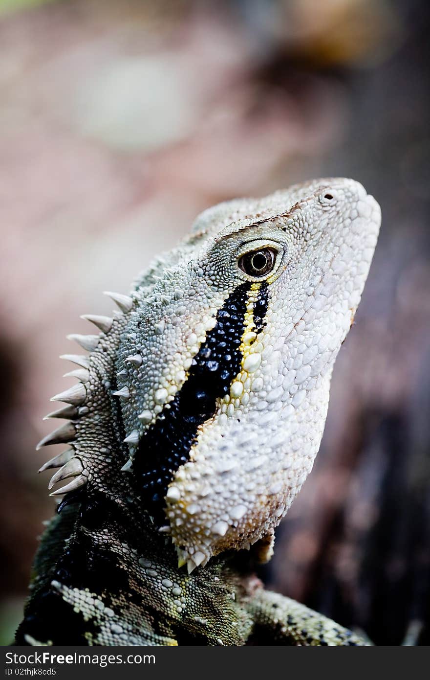 Colorful lizard eye close up