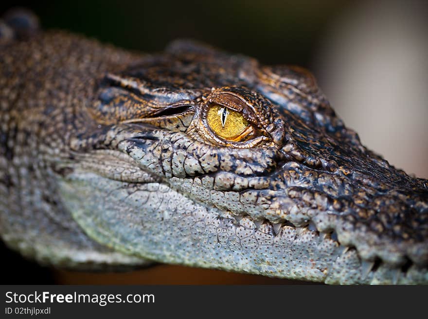 Eye Of Alligator