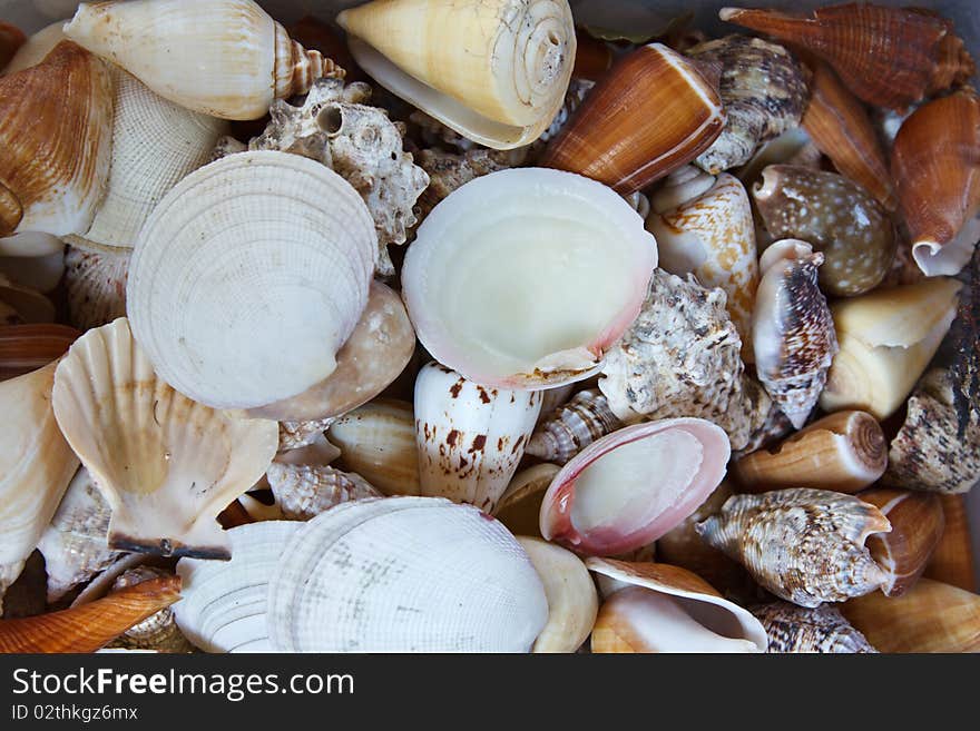 Seashell