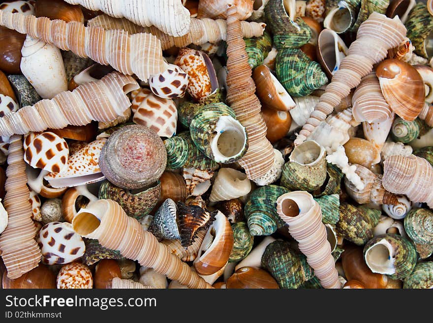 Seashell background or texture of different shapes and sizes.