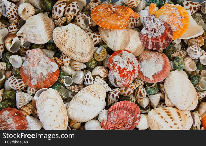 Seashell background or texture of different shapes and sizes.