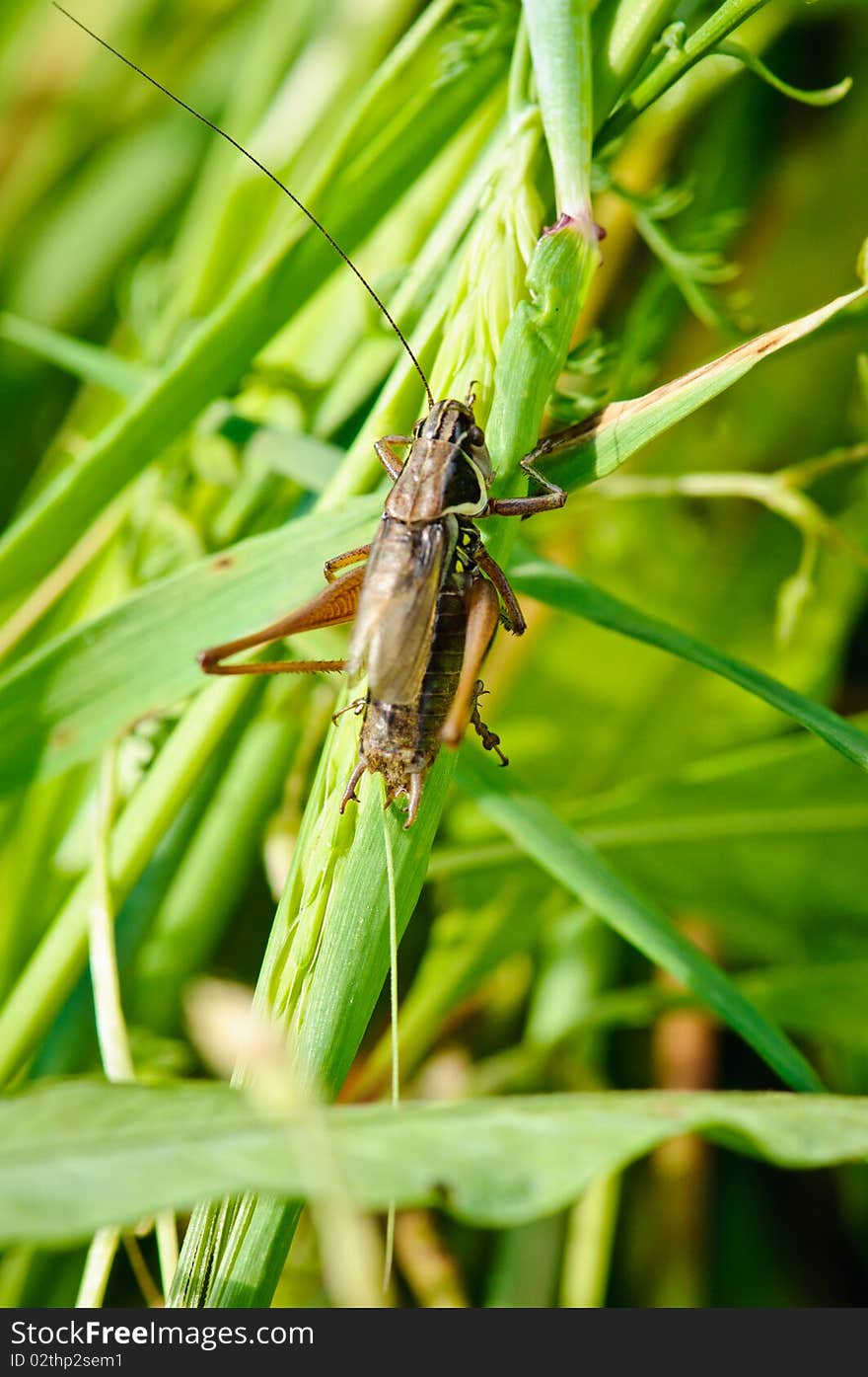 Sitting grasshopper