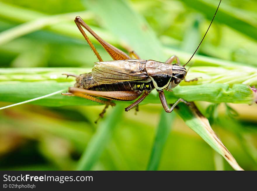 Sitting grasshopper