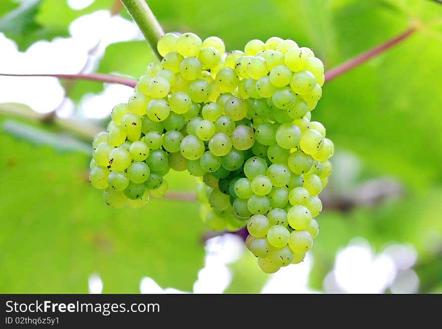 Young growth grapevine in nature.