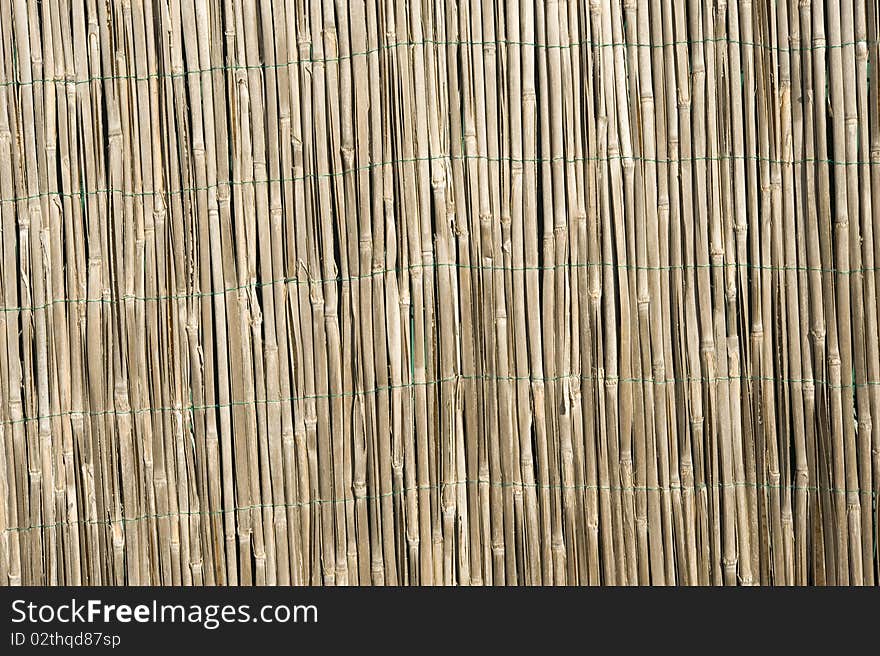 Bamboo pattern, sunlight on it