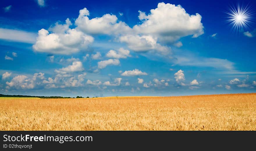 Amazing Yellow Field Of Wheat.