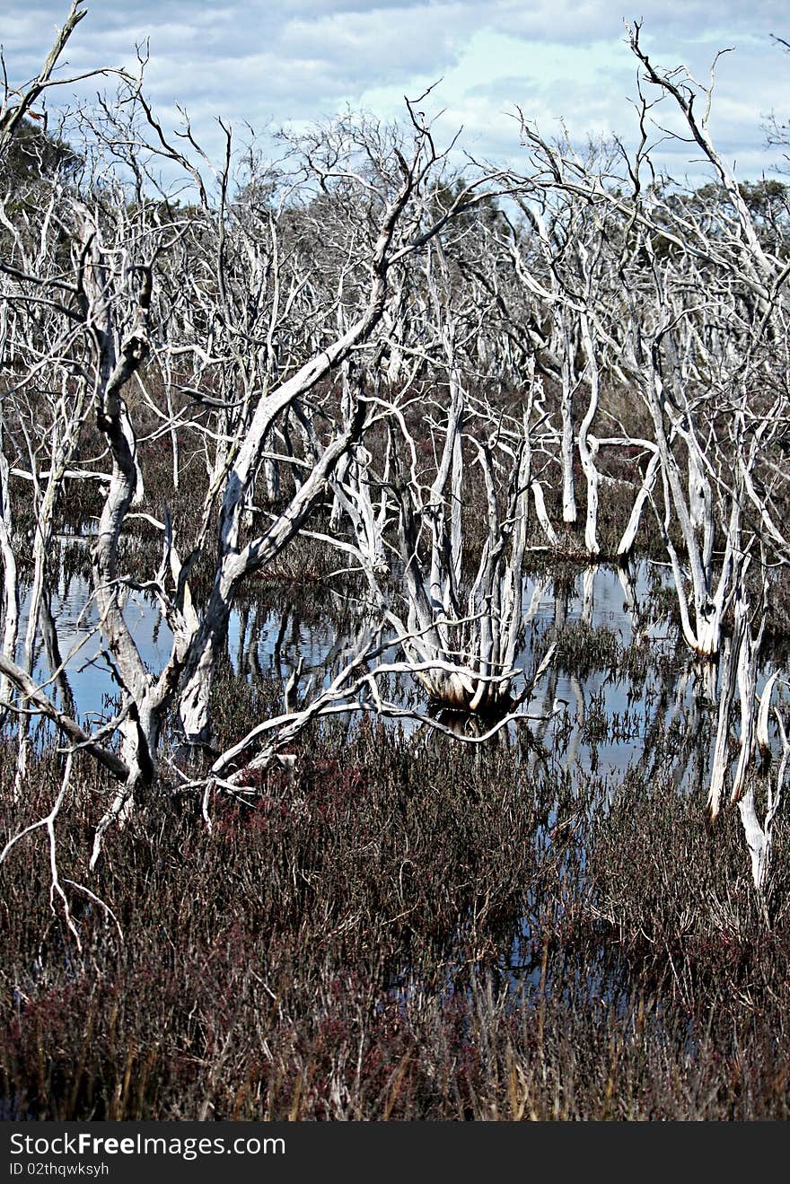 Dead trees stretching out from the swampy waters of an inland Estuary system. An estuary is a partly enclosed coastal body of water with one or more rivers or streams flowing into it, and with a connection to the open sea. Dead trees stretching out from the swampy waters of an inland Estuary system. An estuary is a partly enclosed coastal body of water with one or more rivers or streams flowing into it, and with a connection to the open sea.