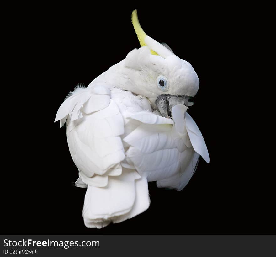 Yellow-crested Cockatoo isolated on black background. Yellow-crested Cockatoo isolated on black background