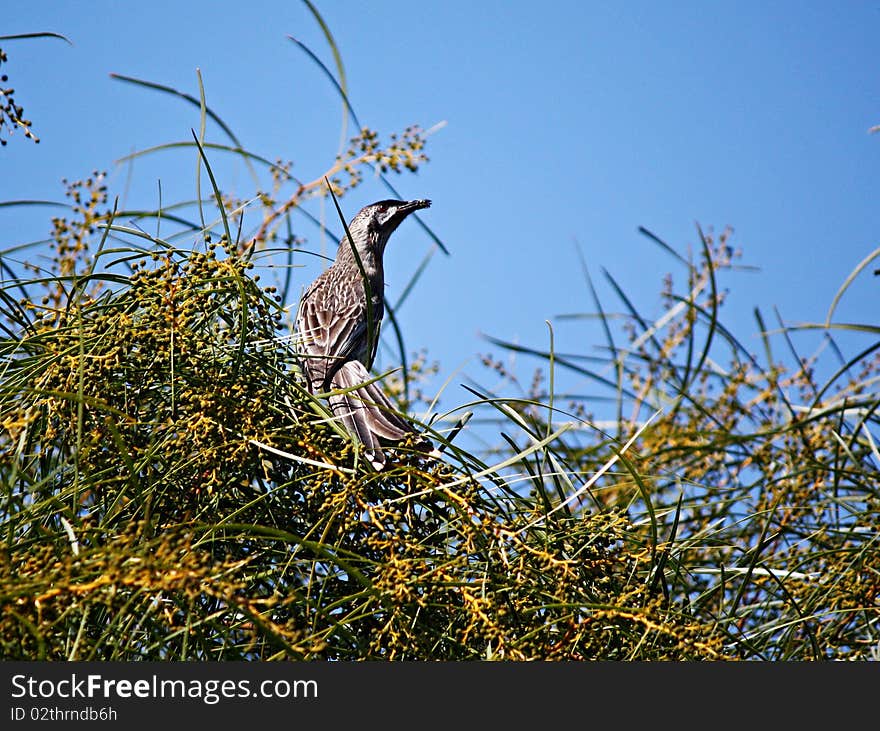 Honeyeaters are a diverse group of Australian birds belonging to the family Meliphagidae. One of their special characteristics is a 'brush-tipped' tongue, with which they take up nectar from flowers. However, nectar is only one of their foods. Most honeyeaters also eat insects, and some eat more insects than nectar. Many honeyeaters also feed on pollen, berries and sugary exudates (e.g. sap) of plants as well as the sugary secretions of plant bugs (e.g. psyllids). Honeyeaters are a diverse group of Australian birds belonging to the family Meliphagidae. One of their special characteristics is a 'brush-tipped' tongue, with which they take up nectar from flowers. However, nectar is only one of their foods. Most honeyeaters also eat insects, and some eat more insects than nectar. Many honeyeaters also feed on pollen, berries and sugary exudates (e.g. sap) of plants as well as the sugary secretions of plant bugs (e.g. psyllids).