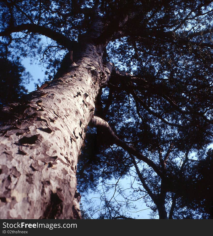 The White birch under blue sky