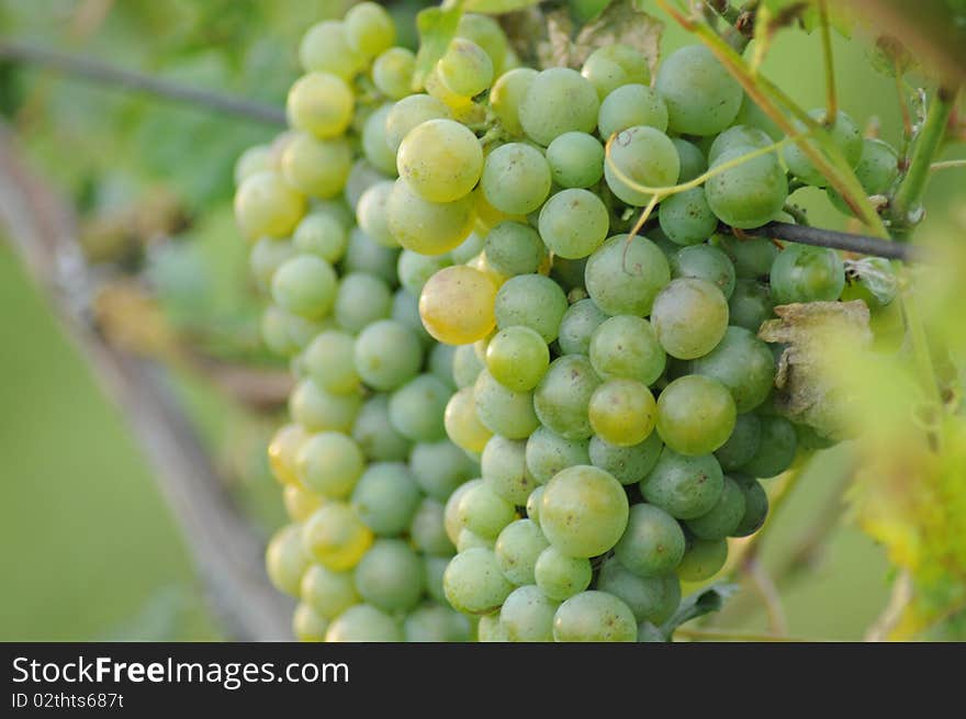 Grapes