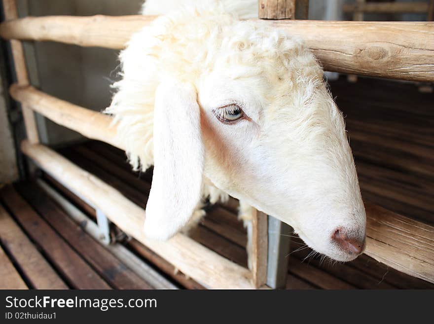 A white sheep in farm. A white sheep in farm