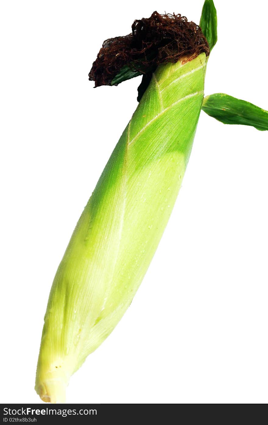 Closely-packed fresh corn isolated on a white background