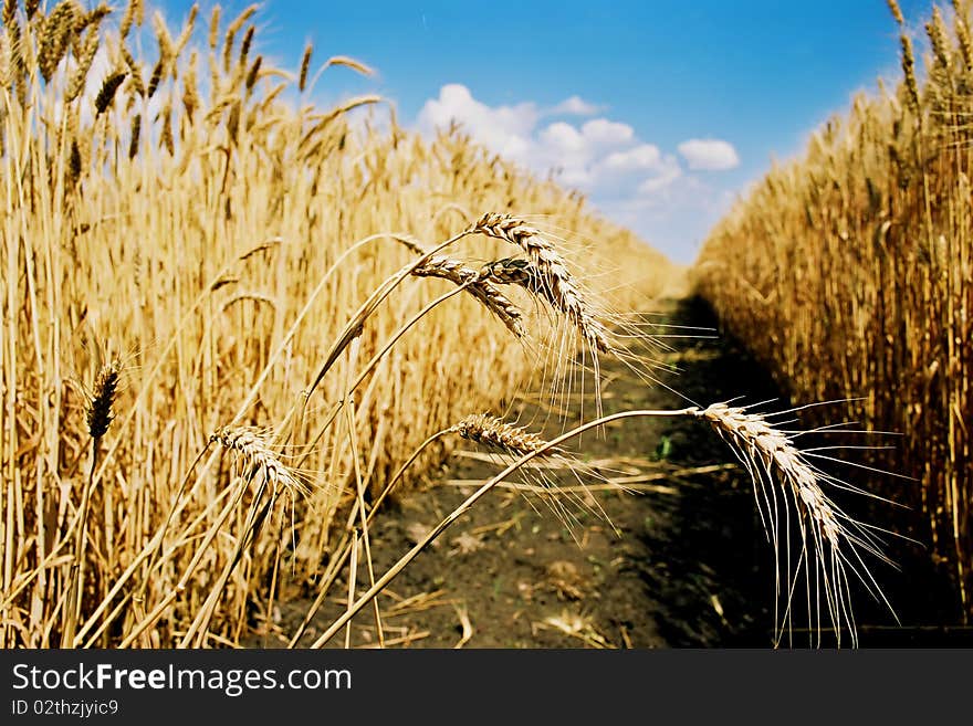 Mature wheat in the field. Mature wheat in the field