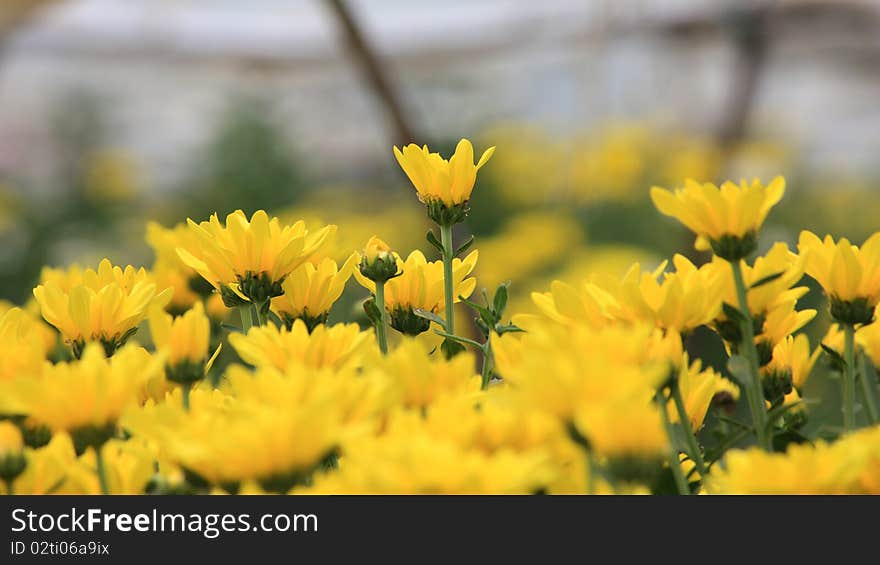 Yellow flower background for make a gard or background