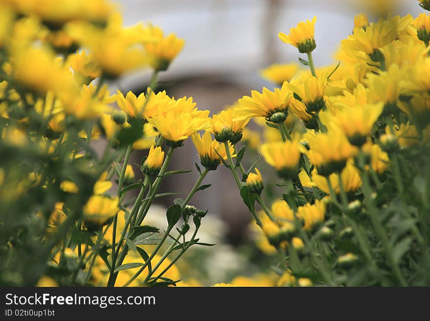 Yellow flower background for make a gard or background