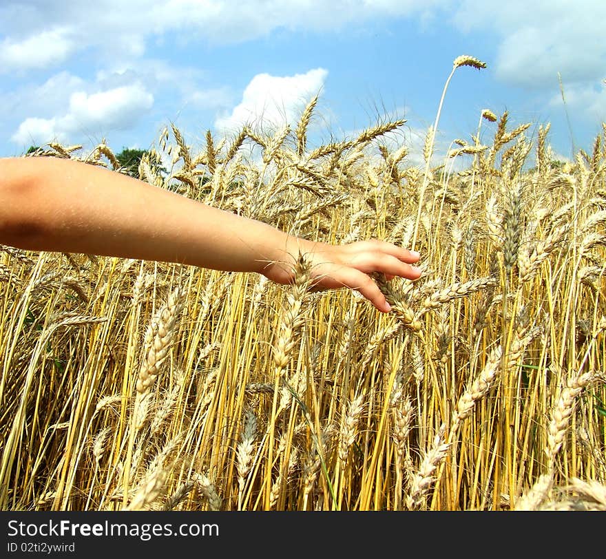 Hand in wheat field over blue sky