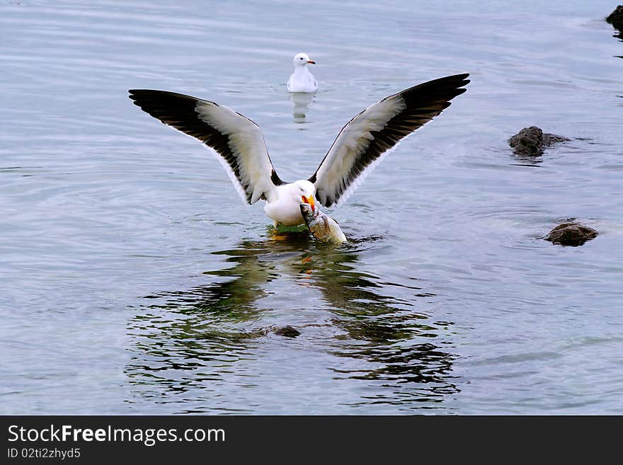 A pacific gull had scavenged a fish and was eating it on a rock in a tidal pool. At one point it tried to fly away with its 'catch' but the bream was too big to carry far. A pacific gull had scavenged a fish and was eating it on a rock in a tidal pool. At one point it tried to fly away with its 'catch' but the bream was too big to carry far.