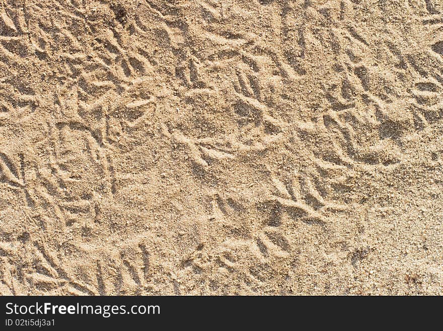 Background - bird footprints in sand