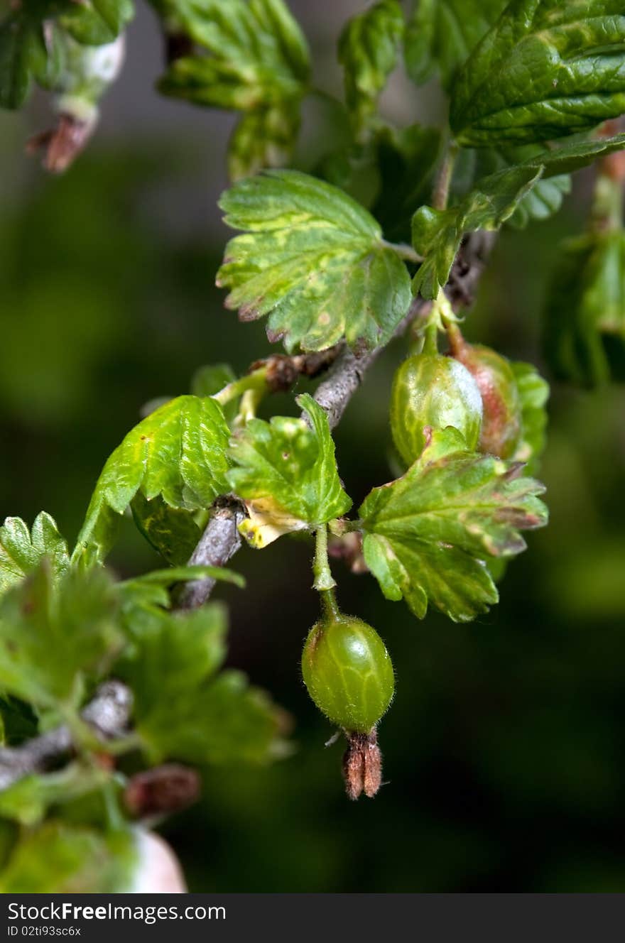 Gooseberry young on branch