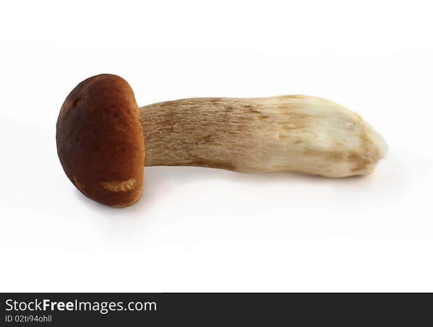 Boletus mushroom on white background