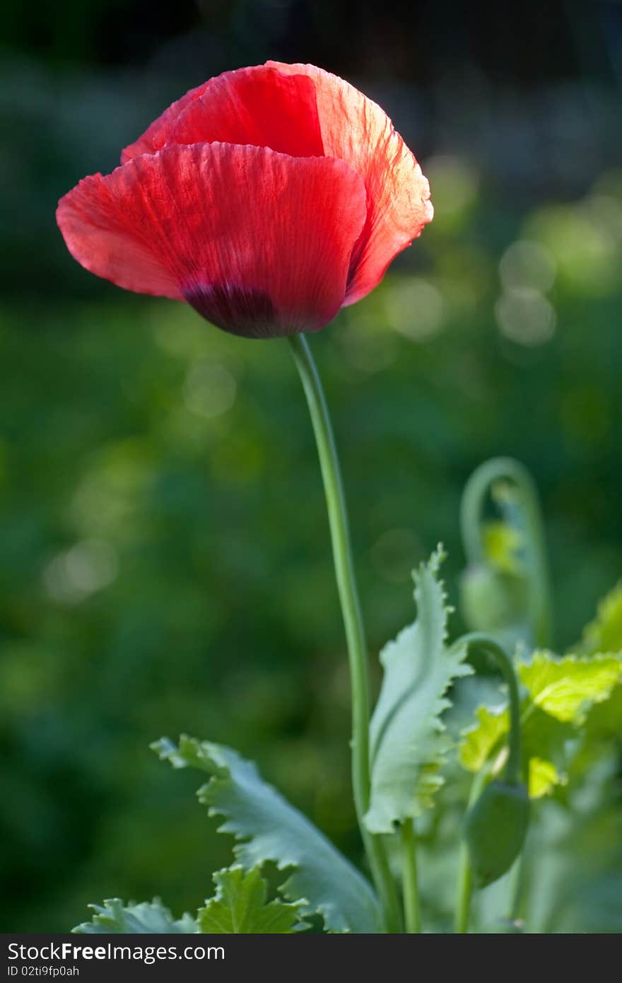 Red poppy blossom flower on green in garden