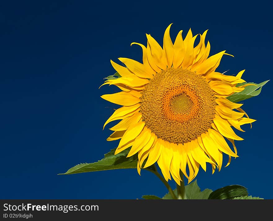 Sunflower flower closeup on blue sky background. Sunflower flower closeup on blue sky background