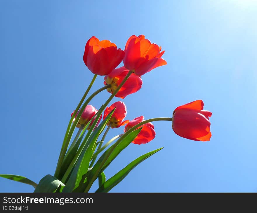 Bouquet of red tulips