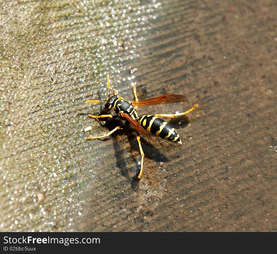 Wasp sitting on the water