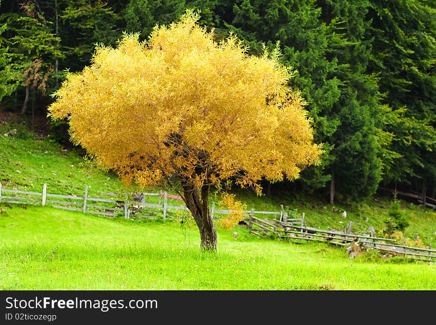 Lonely Tree Landscape - Vibrant Colors