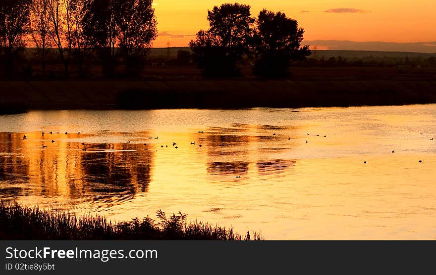 Ducks on calm lake at sunset