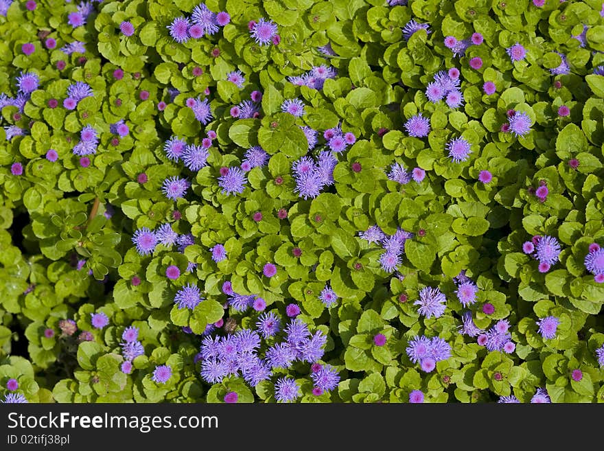 Purple flowers on green leaves