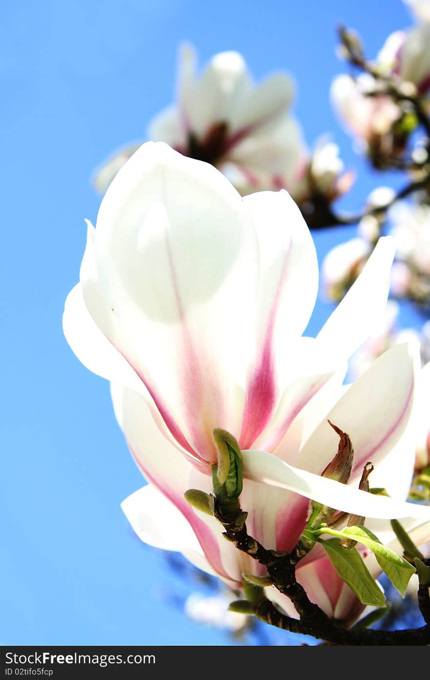 Pink magnolia tree blossoms