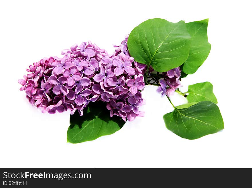 Lilac branch on a white background