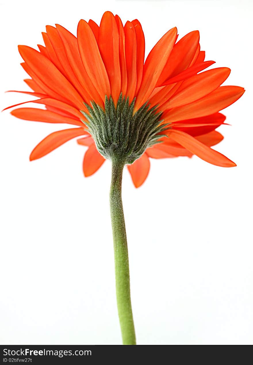 Red gerbera flower