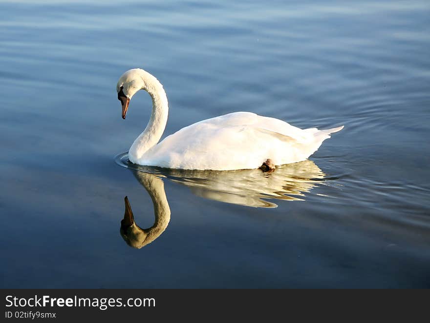 White swan