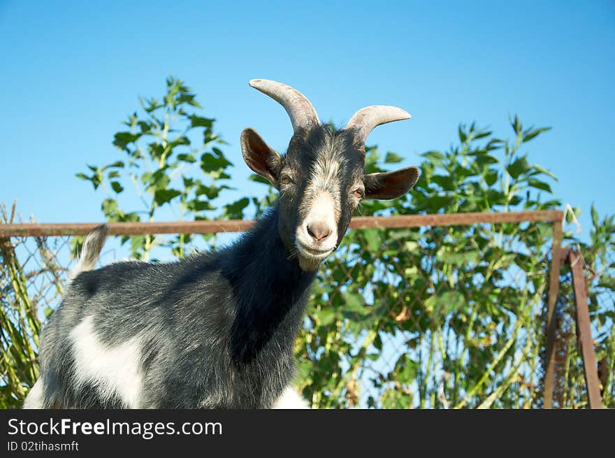 A young goat looks at you in summer