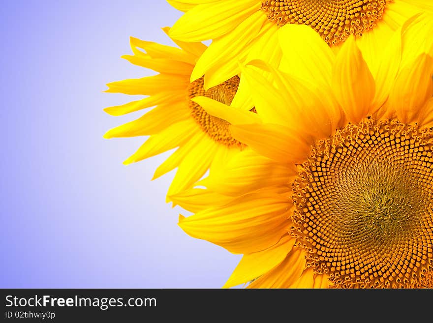 Sunflowers isolated on white to blue background - copy-space. Sunflowers isolated on white to blue background - copy-space