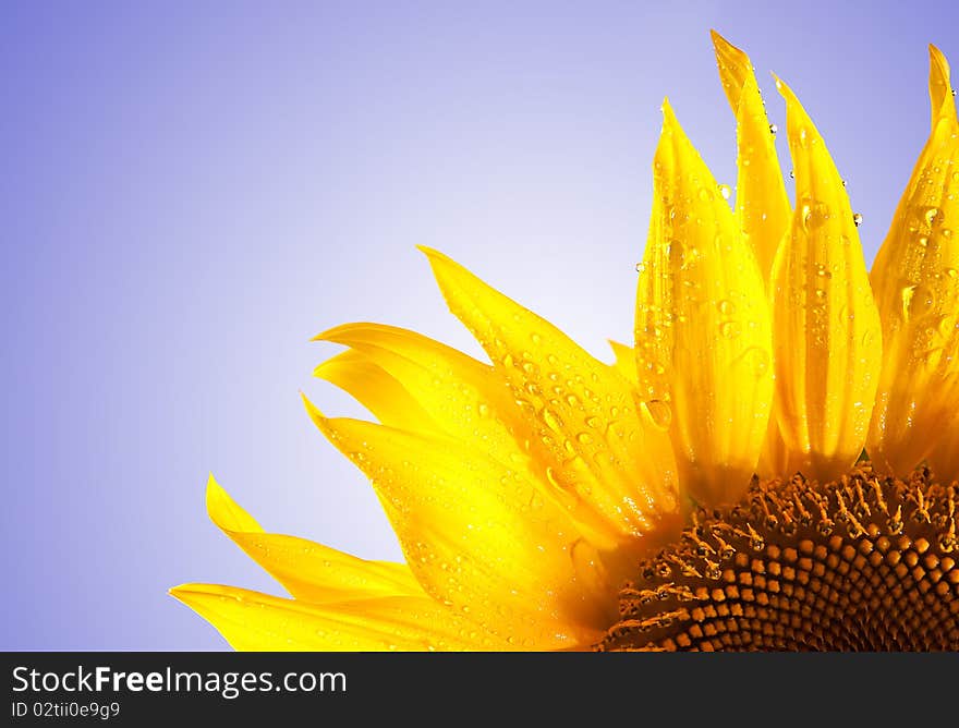 Sunflower isolated on white to blue