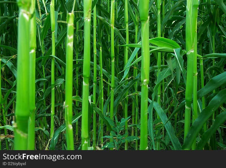 The Green Stalks