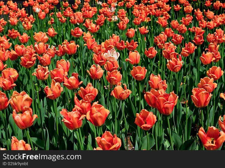 Tulips