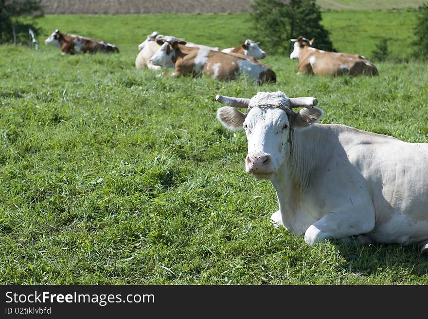 Cows on farm