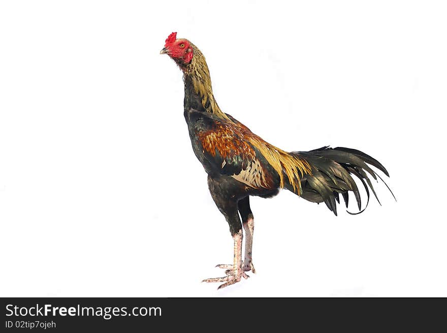 Rooster