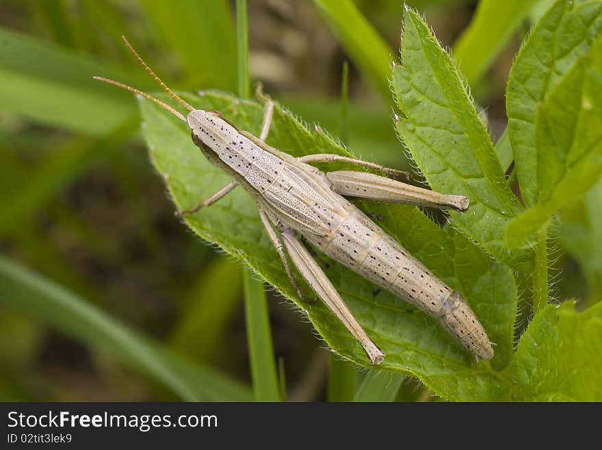 Top view of grey cricket sitting on a leaf