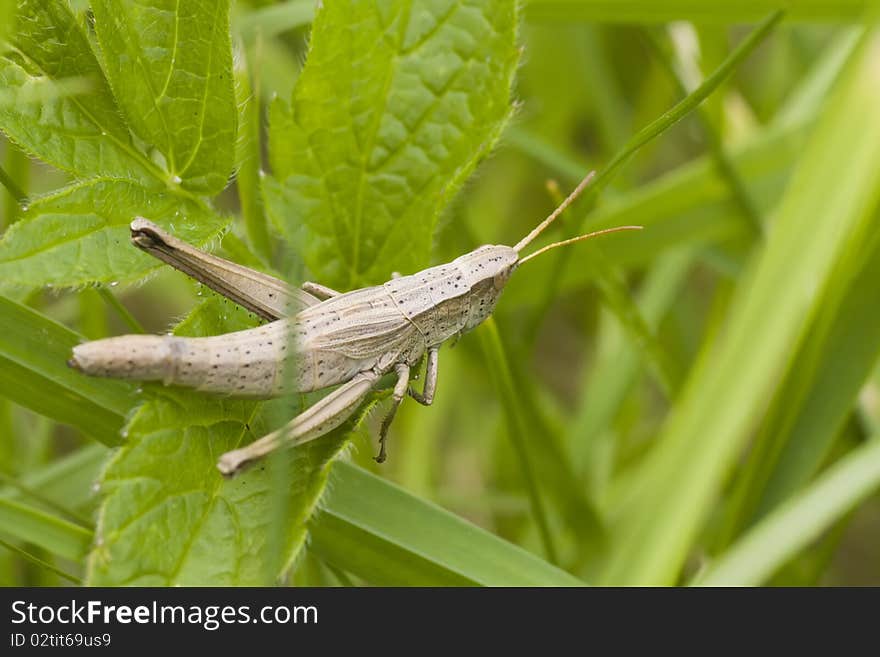 Top view of grey cricket sitting on a leaf