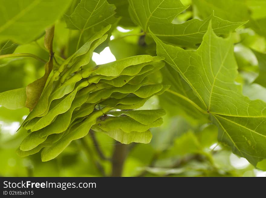 Close-up of maple leaf and seed on a branch tree in the summer