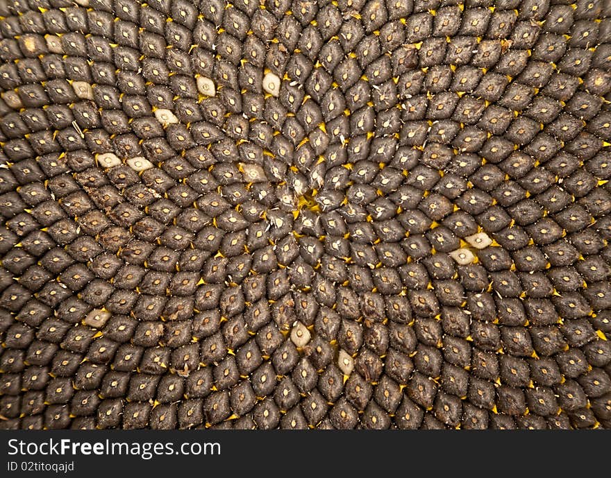 Closeup of sunflower core