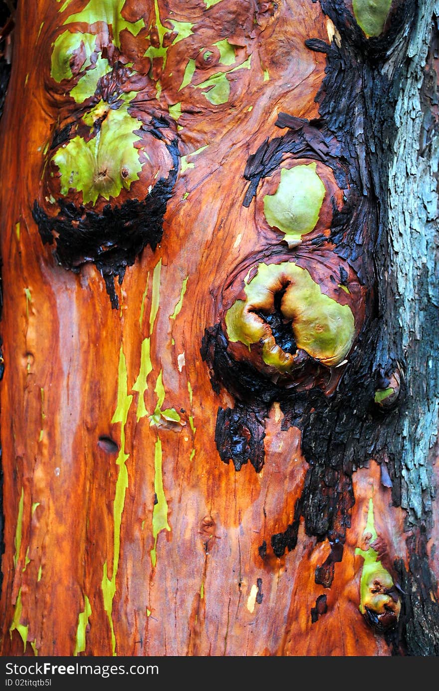 Madrona Bark