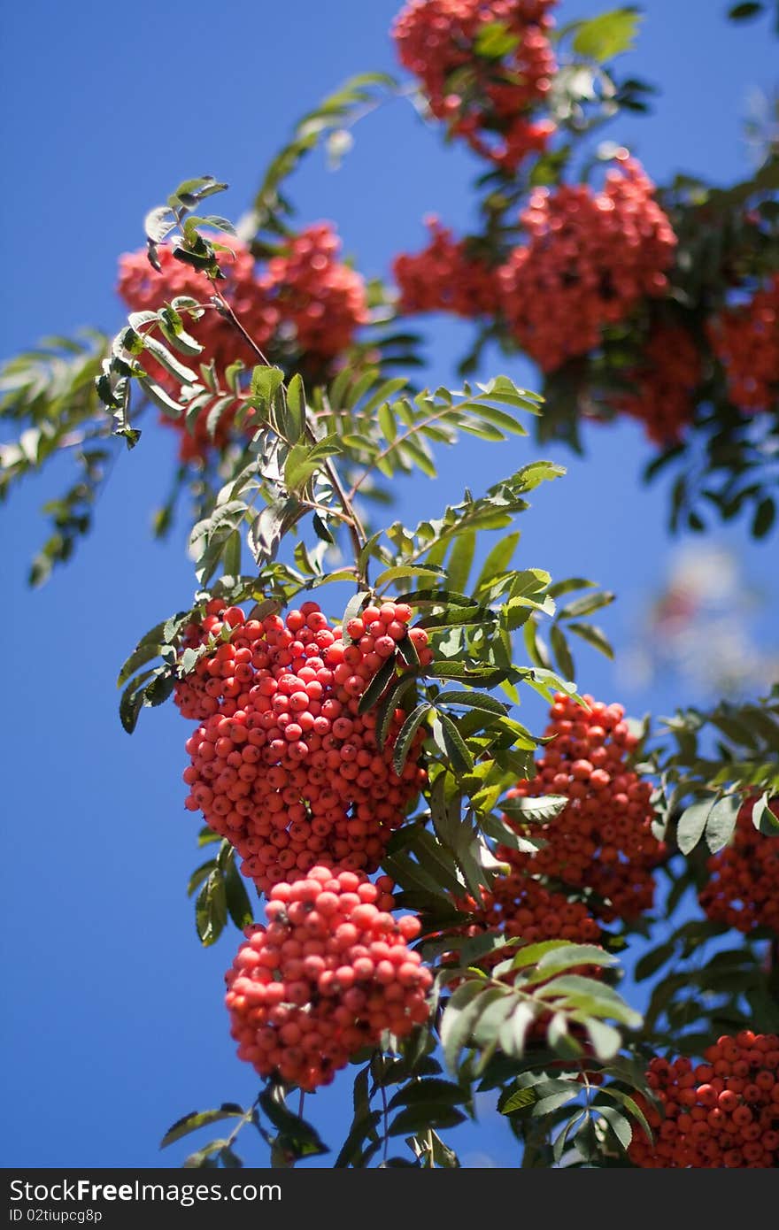 Rowan Tree