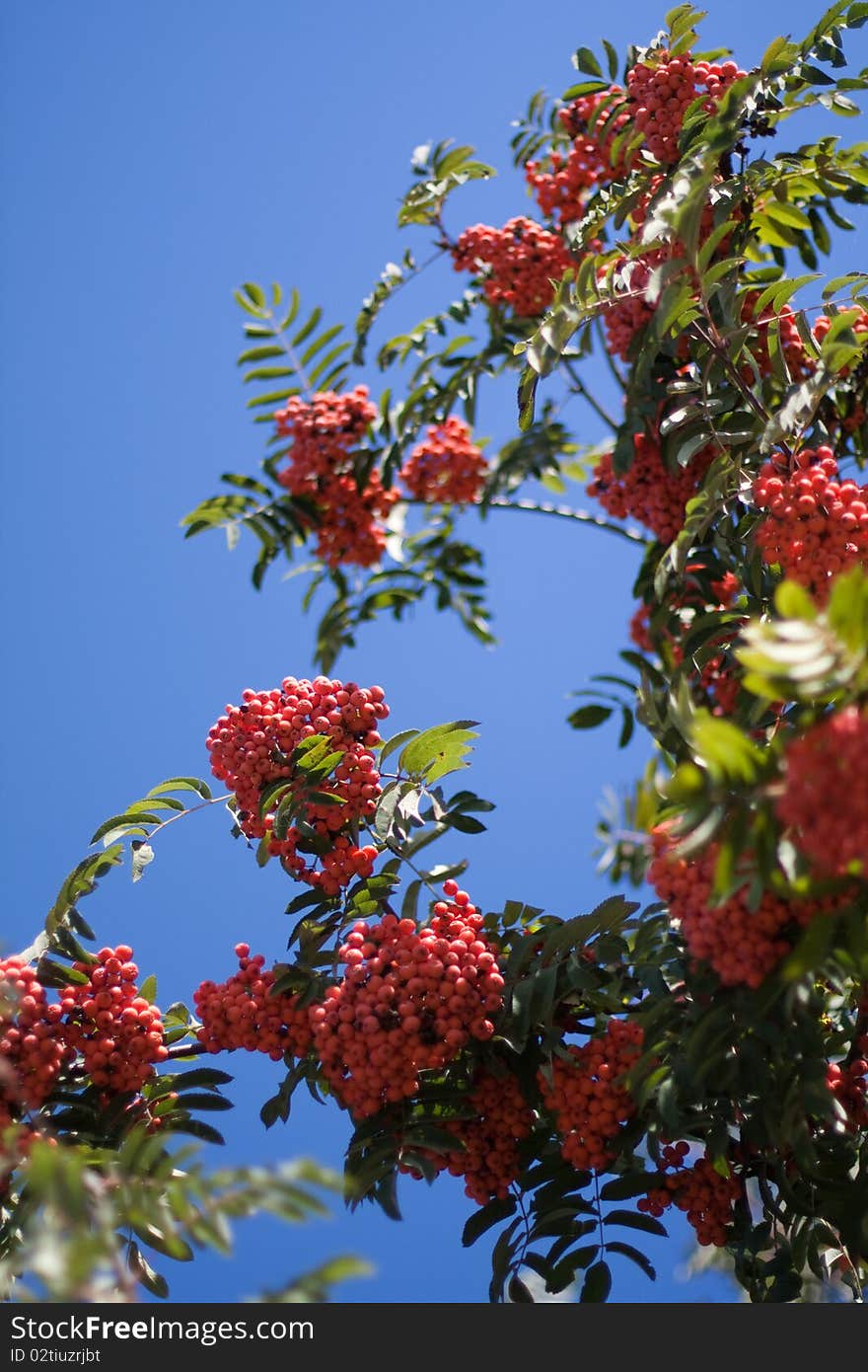 Rowan tree